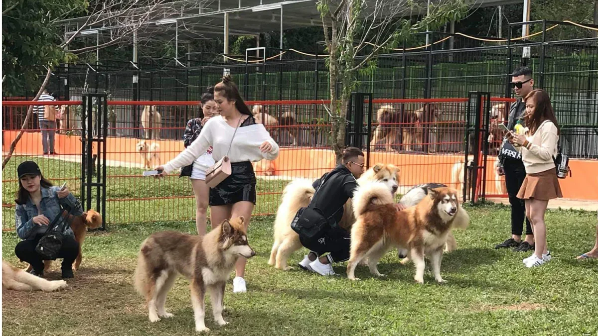 Puppy Farm Đà Lạt